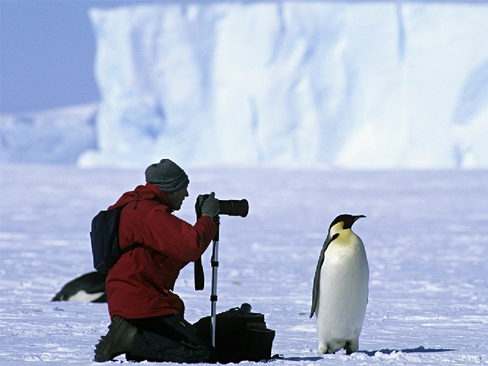 Пингвин позирует фотографу
